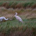  Löffler  auf Texel