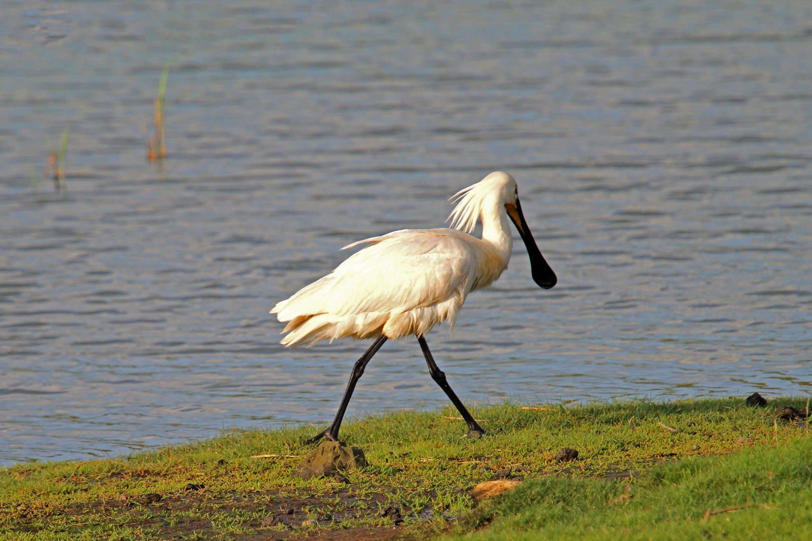 löffler aus texel (mai 2014)