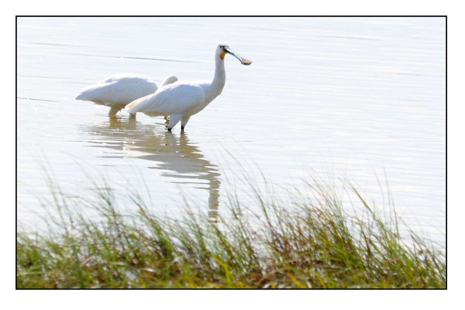 Löffler bei der Futtersuche am frühen morgen - Neusiedlersee