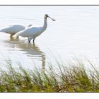 Löffler bei der Futtersuche am frühen morgen - Neusiedlersee