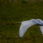 Löffler beim Abendflug