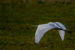 Löffler beim Abendflug