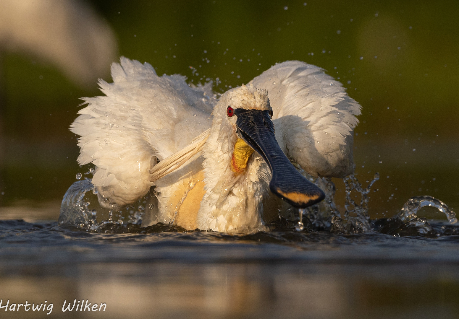 Löffler beim Baden 