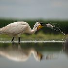 Löffler, beim fishing