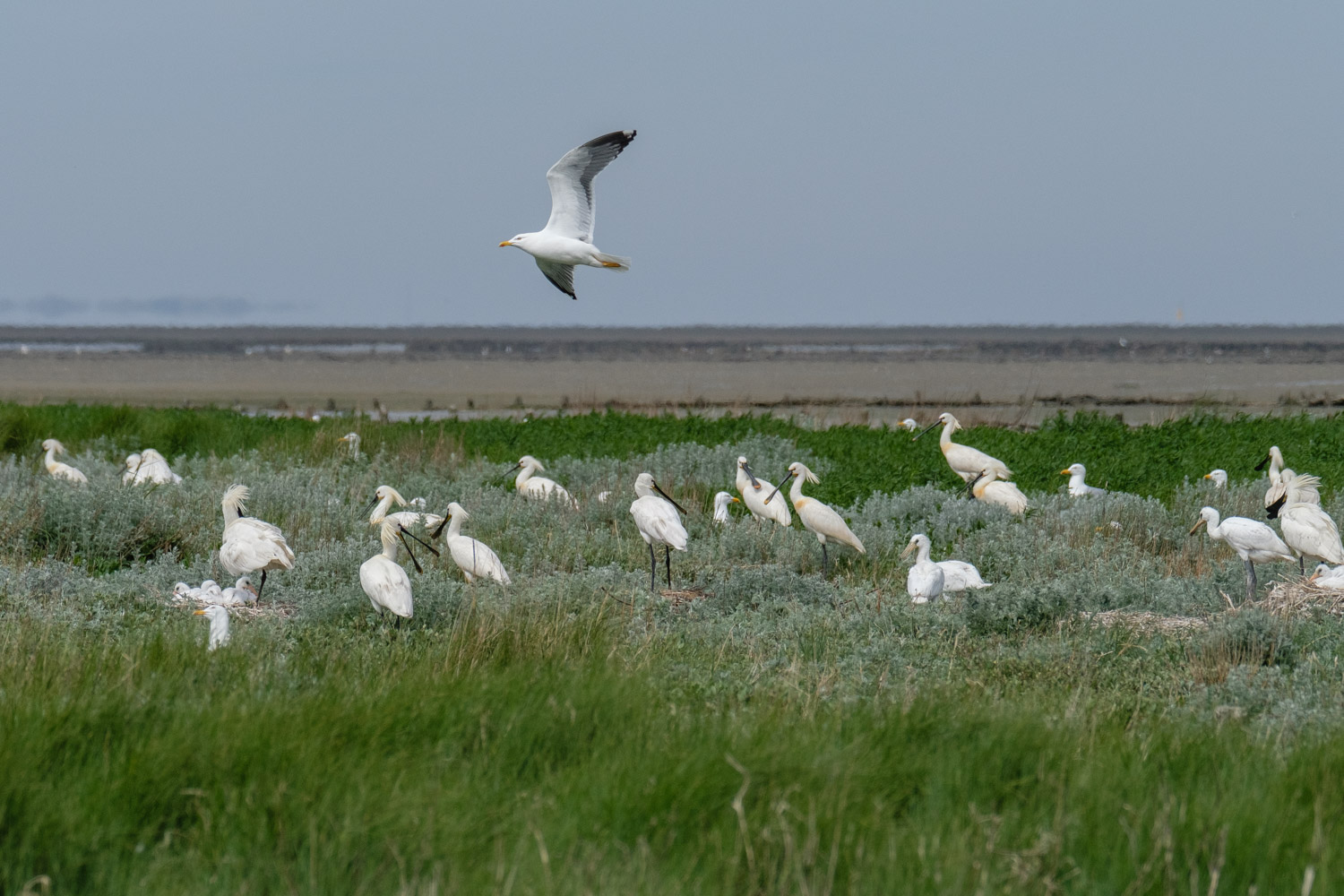 Löffler Brutkolonie auf Texel