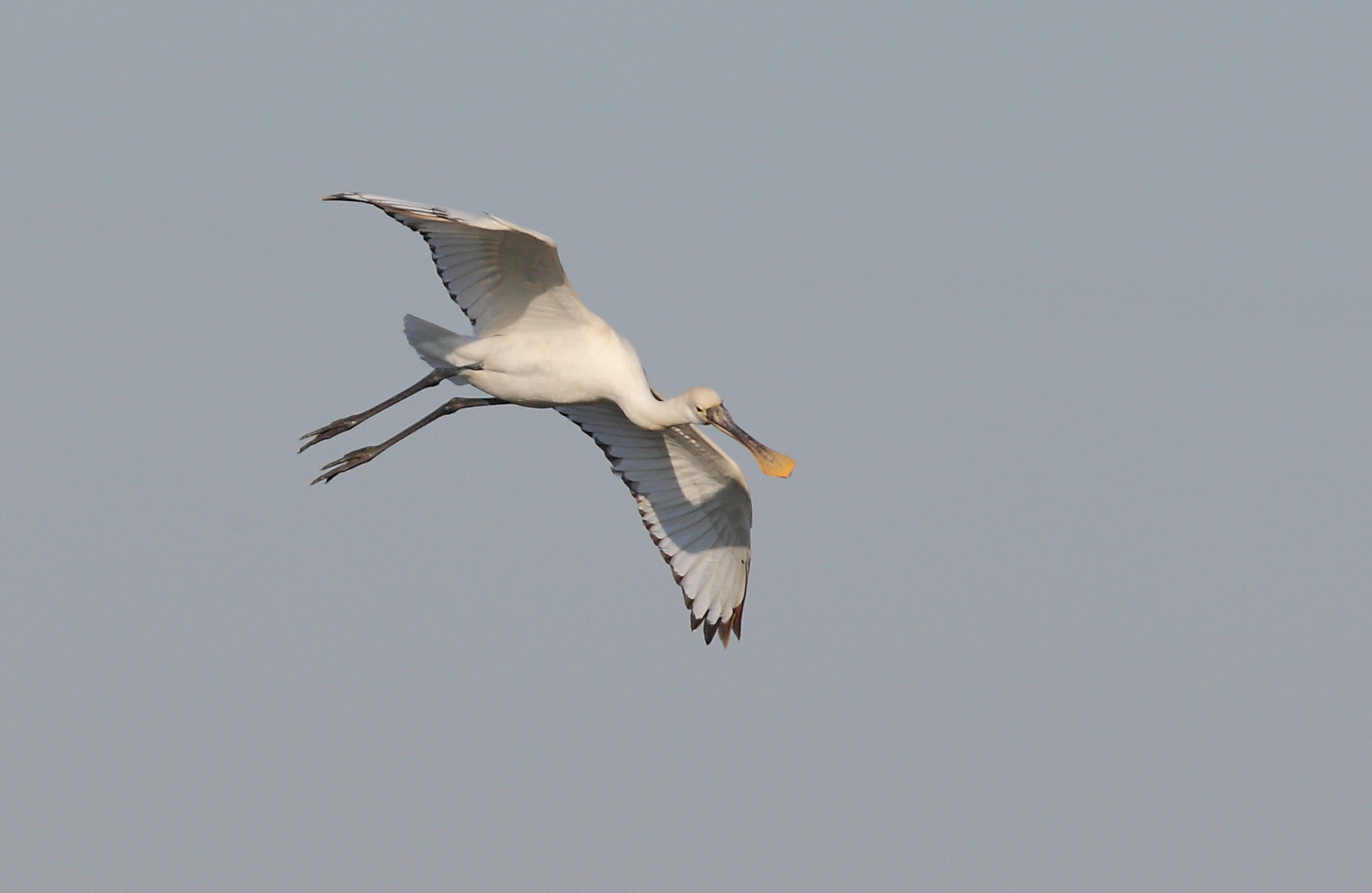 Löffler Flug