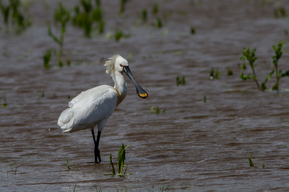 Löffler (Hahn) (Platalea leucorodia)