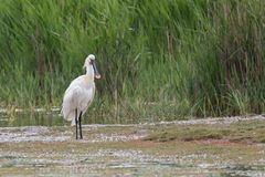 Löffler (Hahn) (Platalea leucorodia)_II