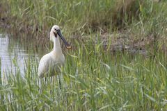 Löffler (Hahn) (Platalea leucorodia)_III