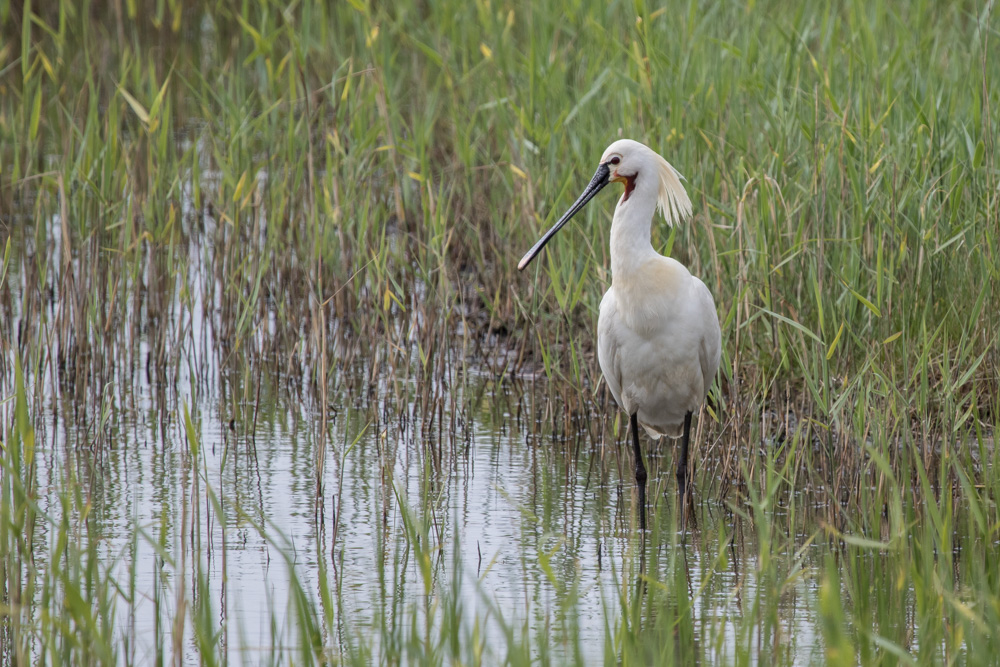 Löffler (Hahn) (Platalea leucorodia)_IV