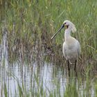 Löffler (Hahn) (Platalea leucorodia)_IV