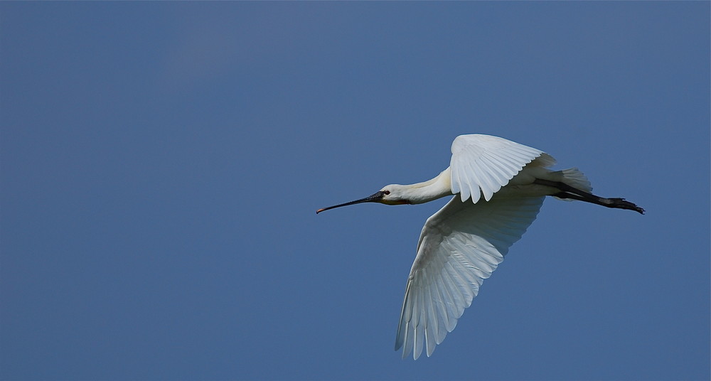 Löffler im Abflug