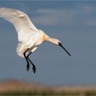 Löffler im Anflug