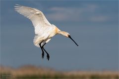 Löffler im Anflug