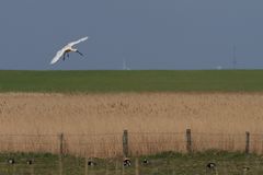 Löffler "Im Anflug"