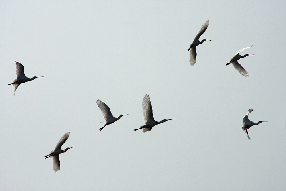 Löffler im Flug