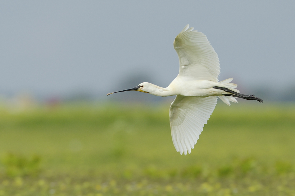 Löffler im Flug