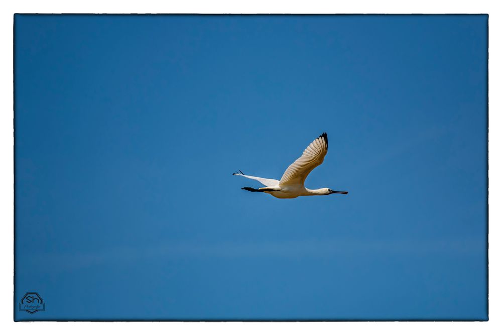 Löffler im Flug