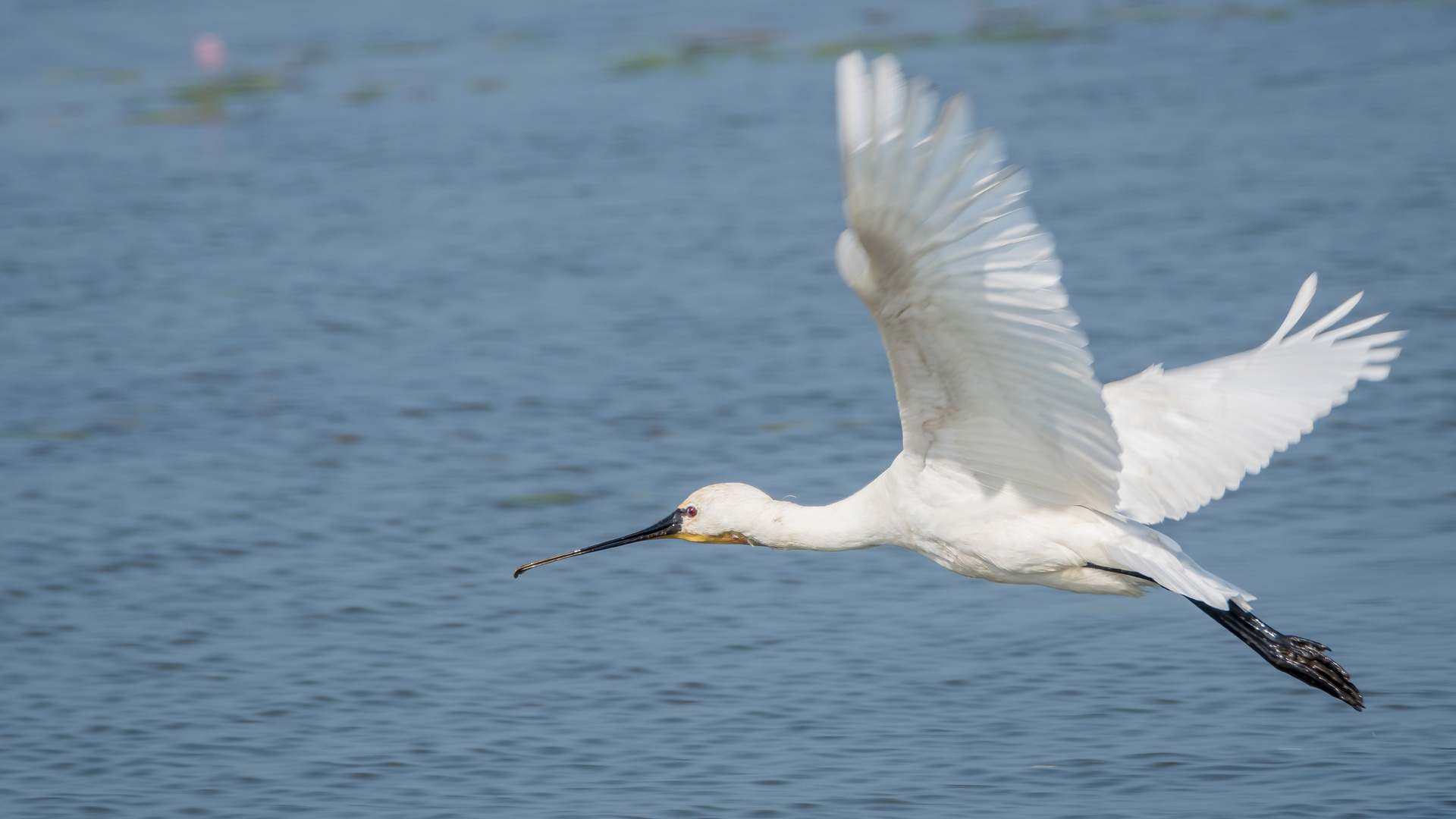 Löffler im Flug 