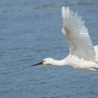 Löffler im Flug 