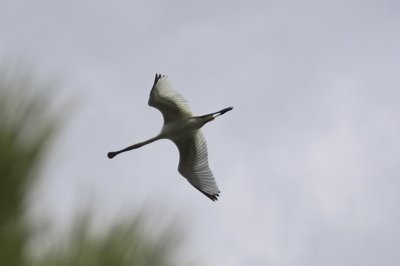 Löffler im Flug