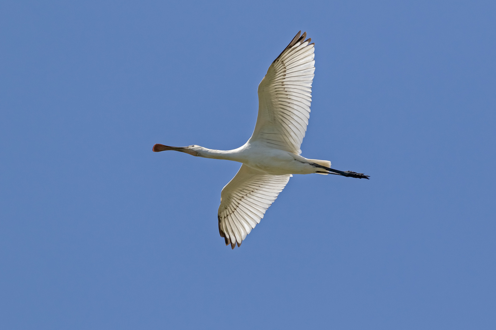 Löffler im Flug