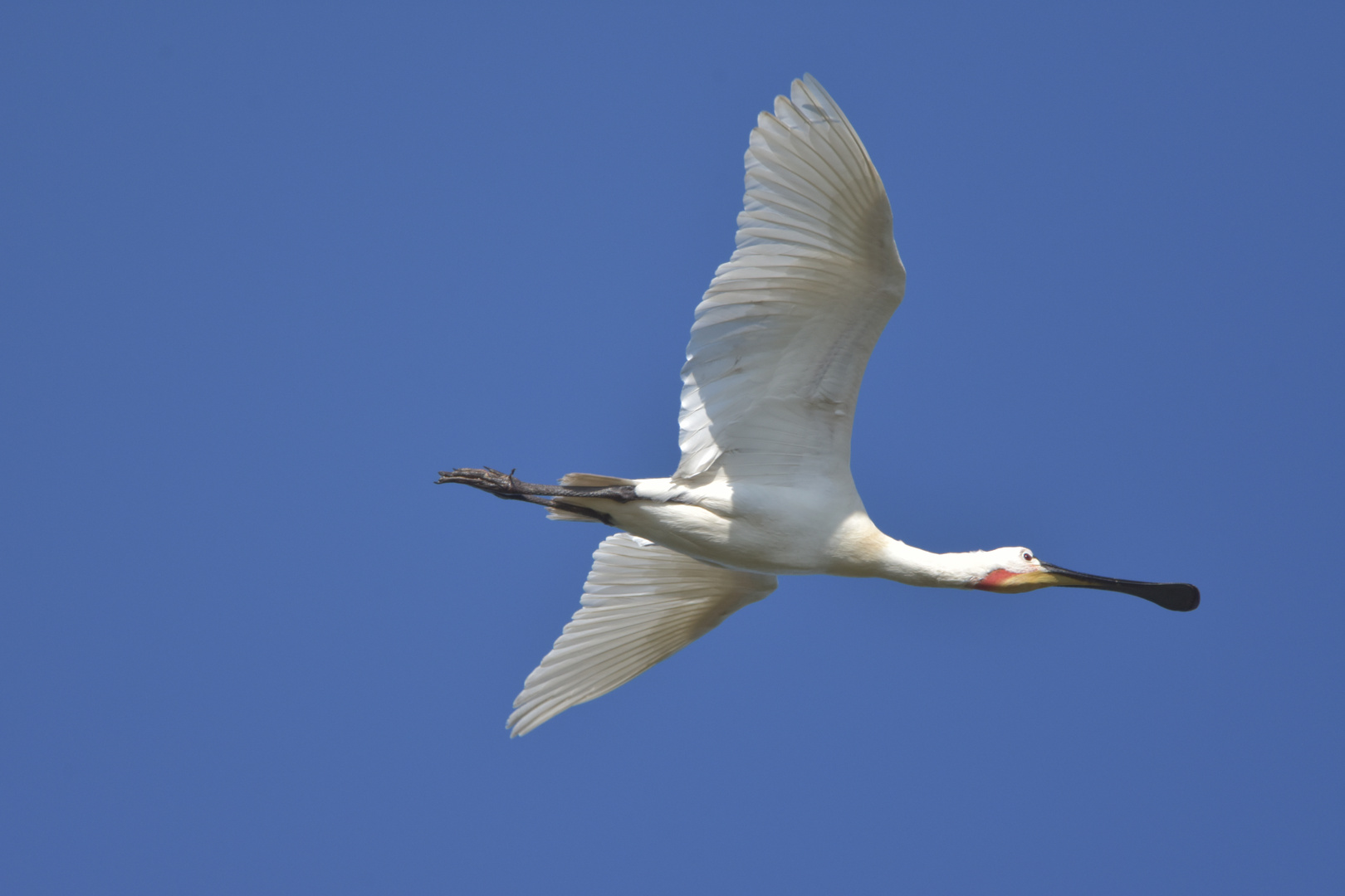 Löffler im Flug