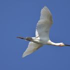 Löffler im Flug