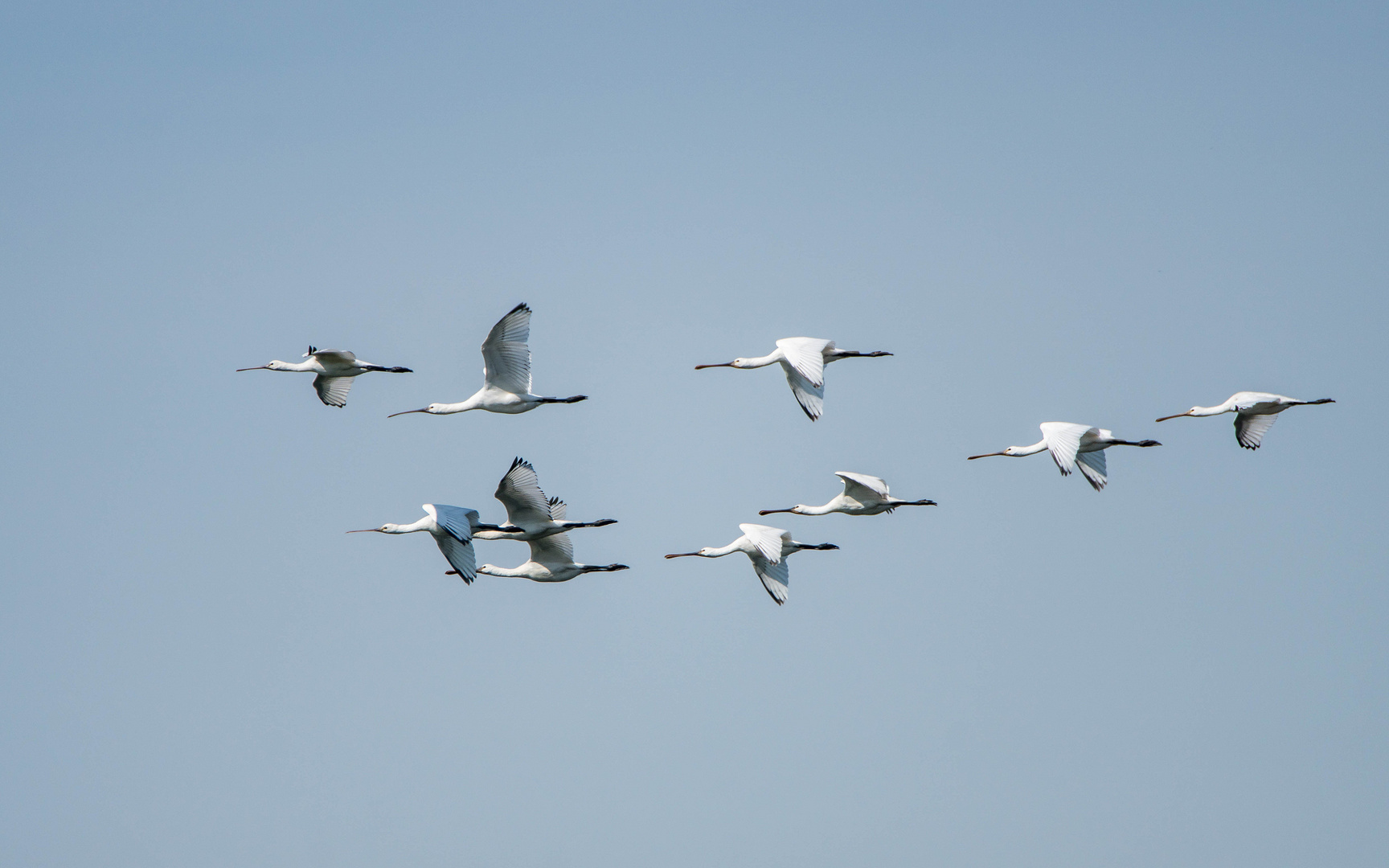 Löffler im Flug