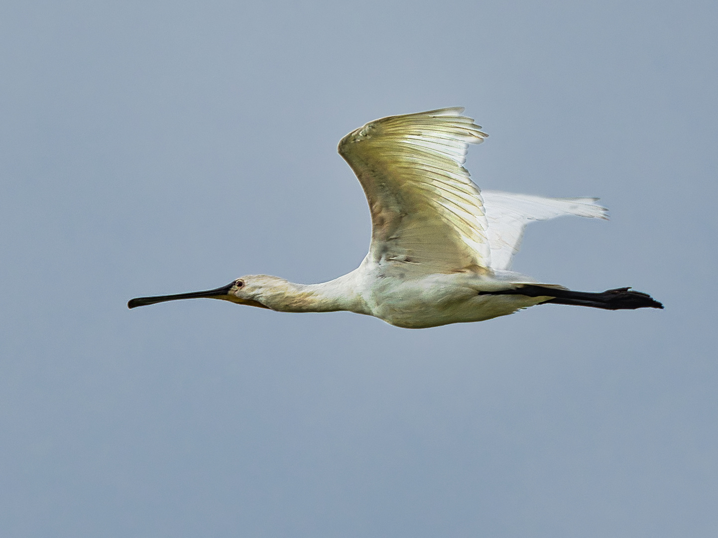 Löffler im Flug