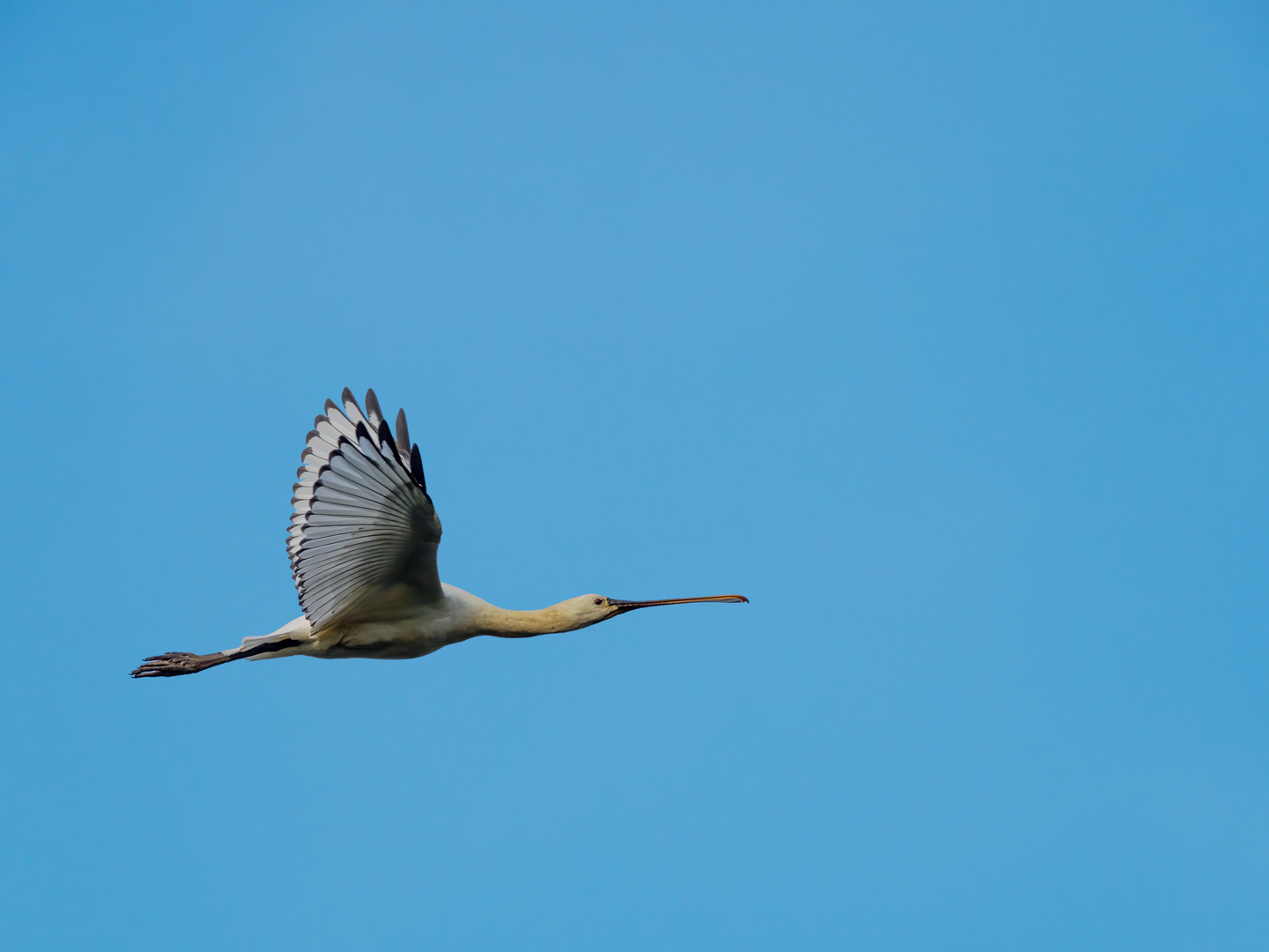 Löffler im Flug