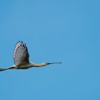 Löffler im Flug