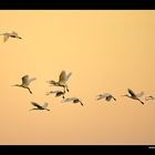 Löffler im Flug • Insel Texel, Nord-Holland, Niederlande (21-21350)