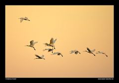 Löffler im Flug • Insel Texel, Nord-Holland, Niederlande (21-21350)