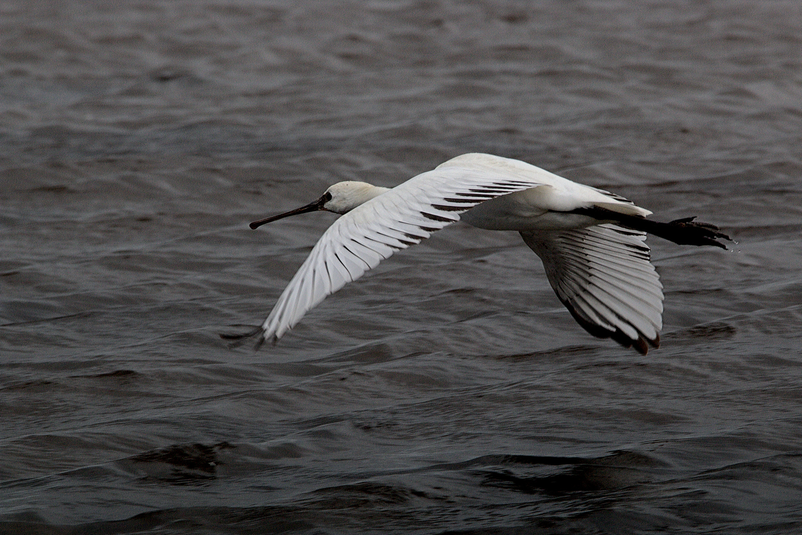   Löffler im Flug über das Watt.