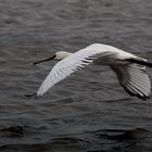   Löffler im Flug über das Watt.