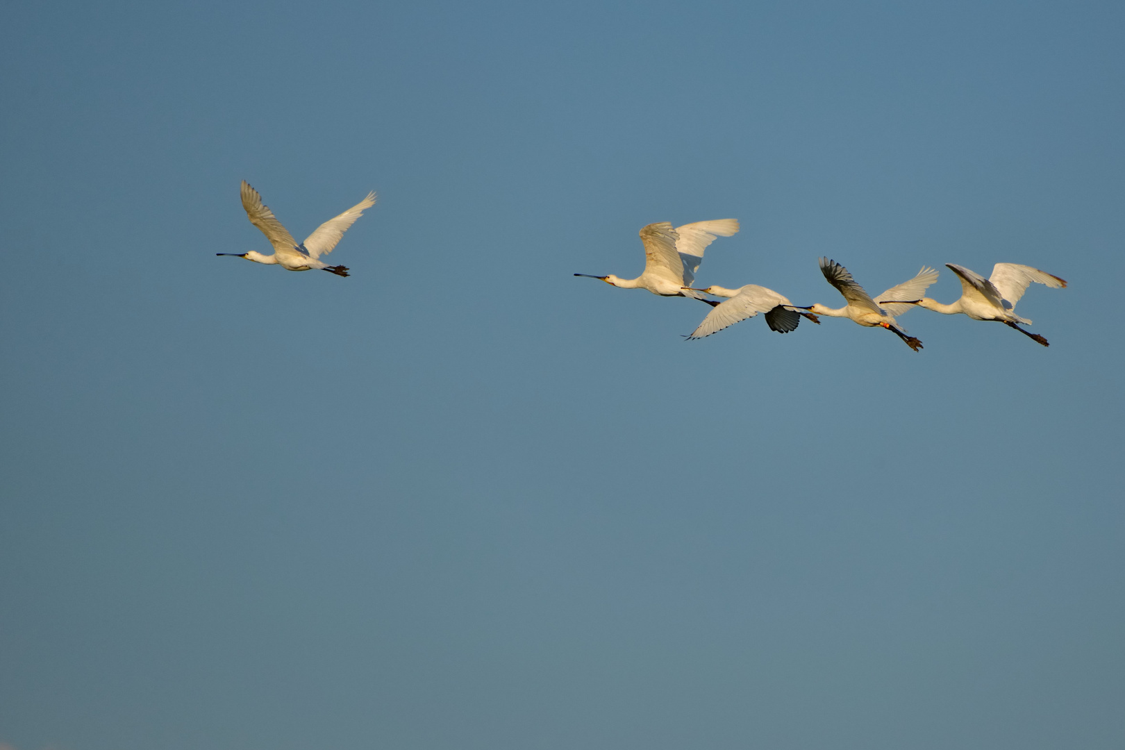 Löffler im Formationsflug