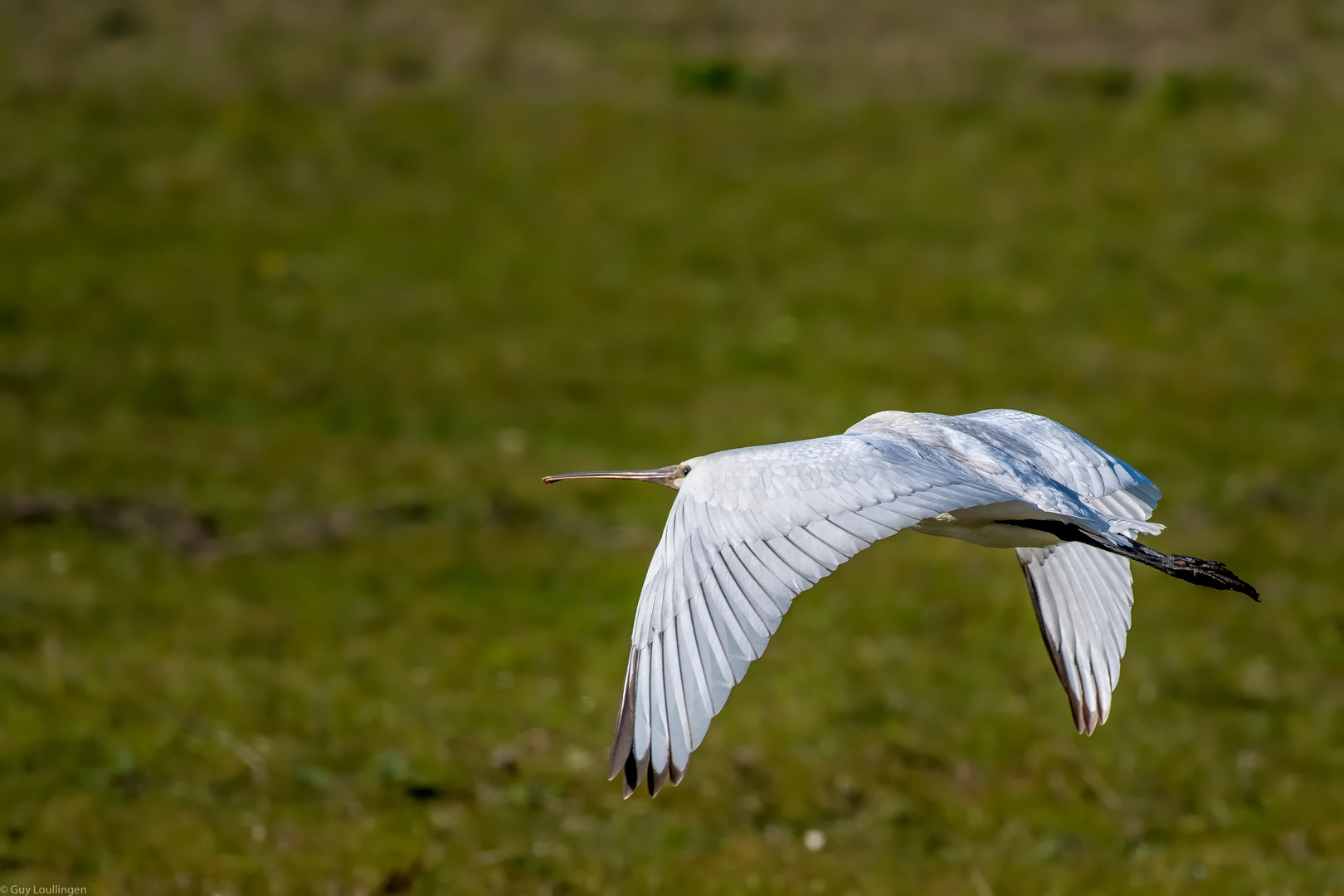 Löffler im Gleitflug