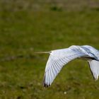 Löffler im Gleitflug