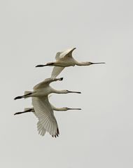 Löffler im hohen Norden