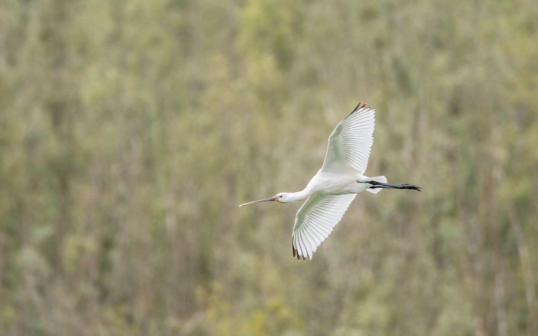 Löffler im Landeanflug