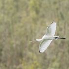 Löffler im Landeanflug