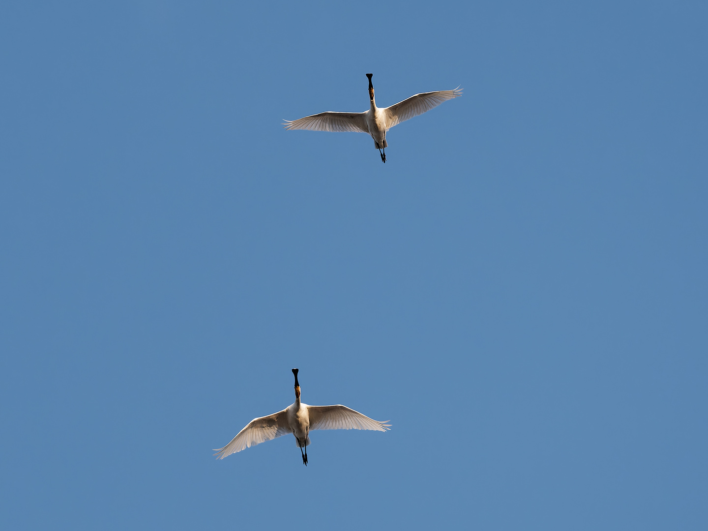 Löffler im Überflug