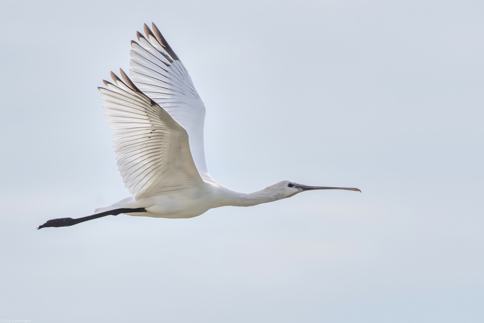 Löffler im Vorbeiflug