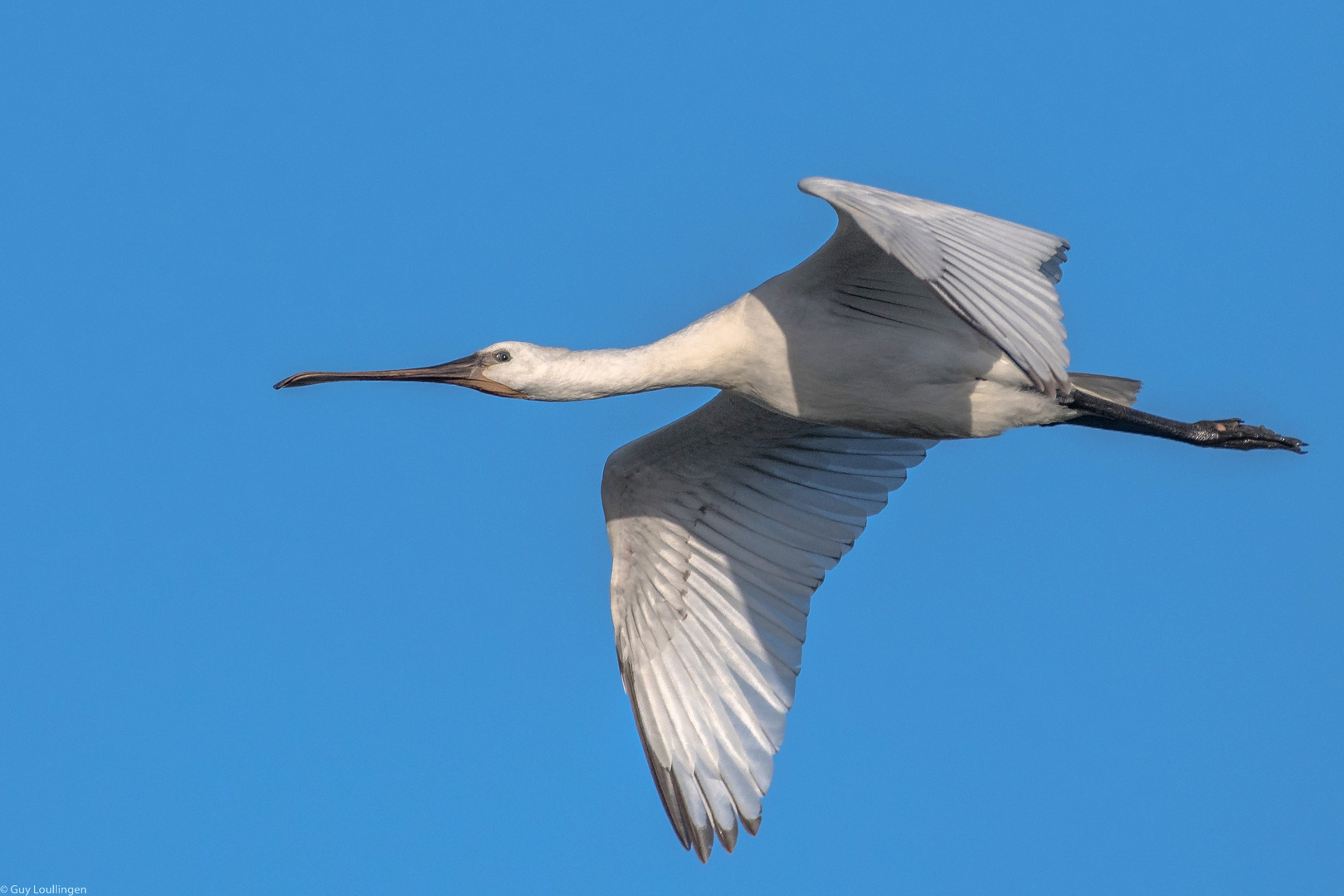 Löffler im Vorbeiflug