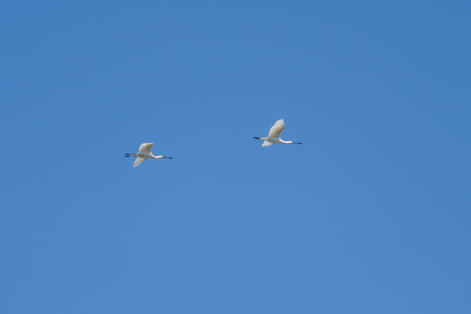 Löffler im Vorbeiflug