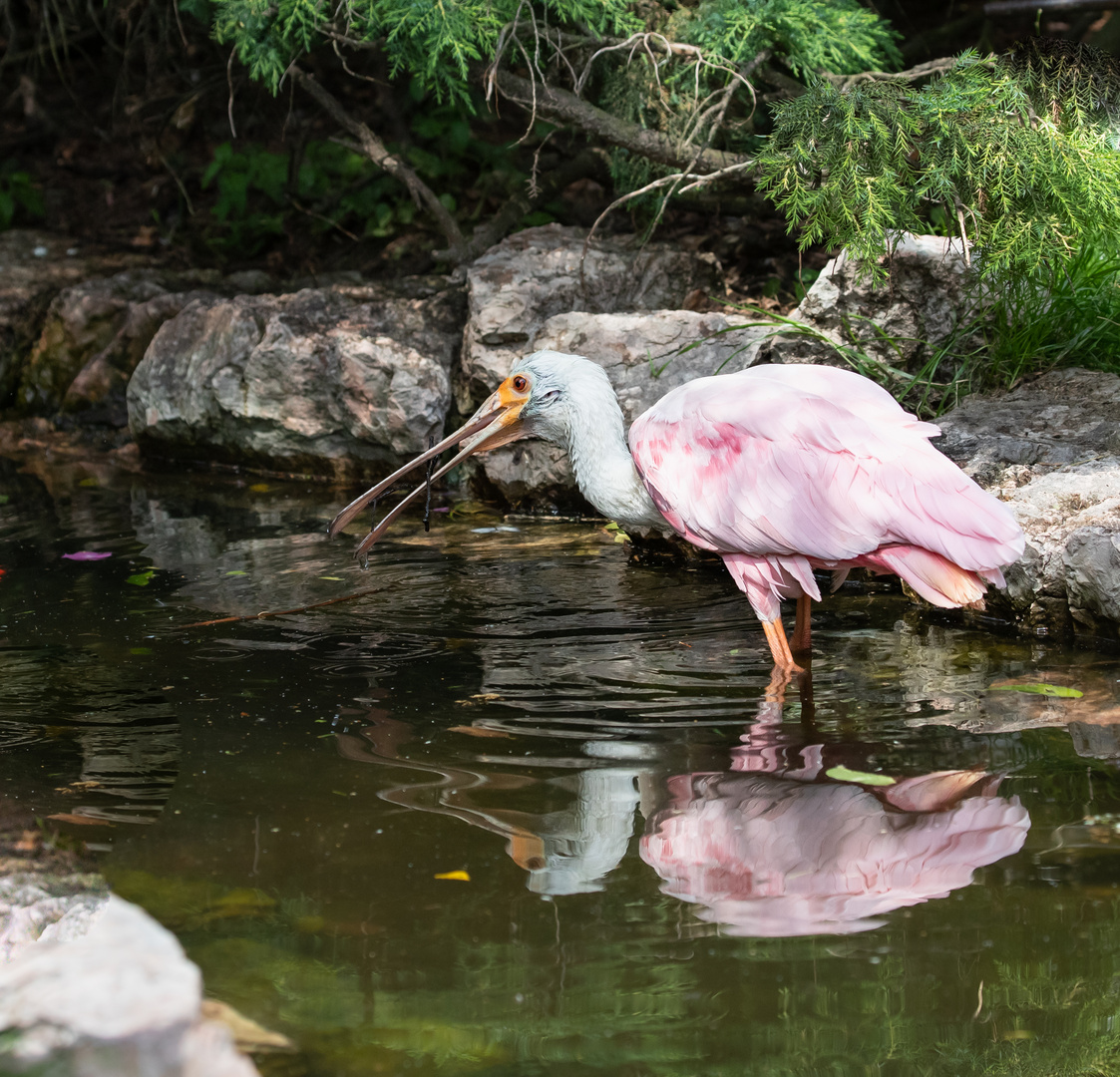 Löffler im Wasser