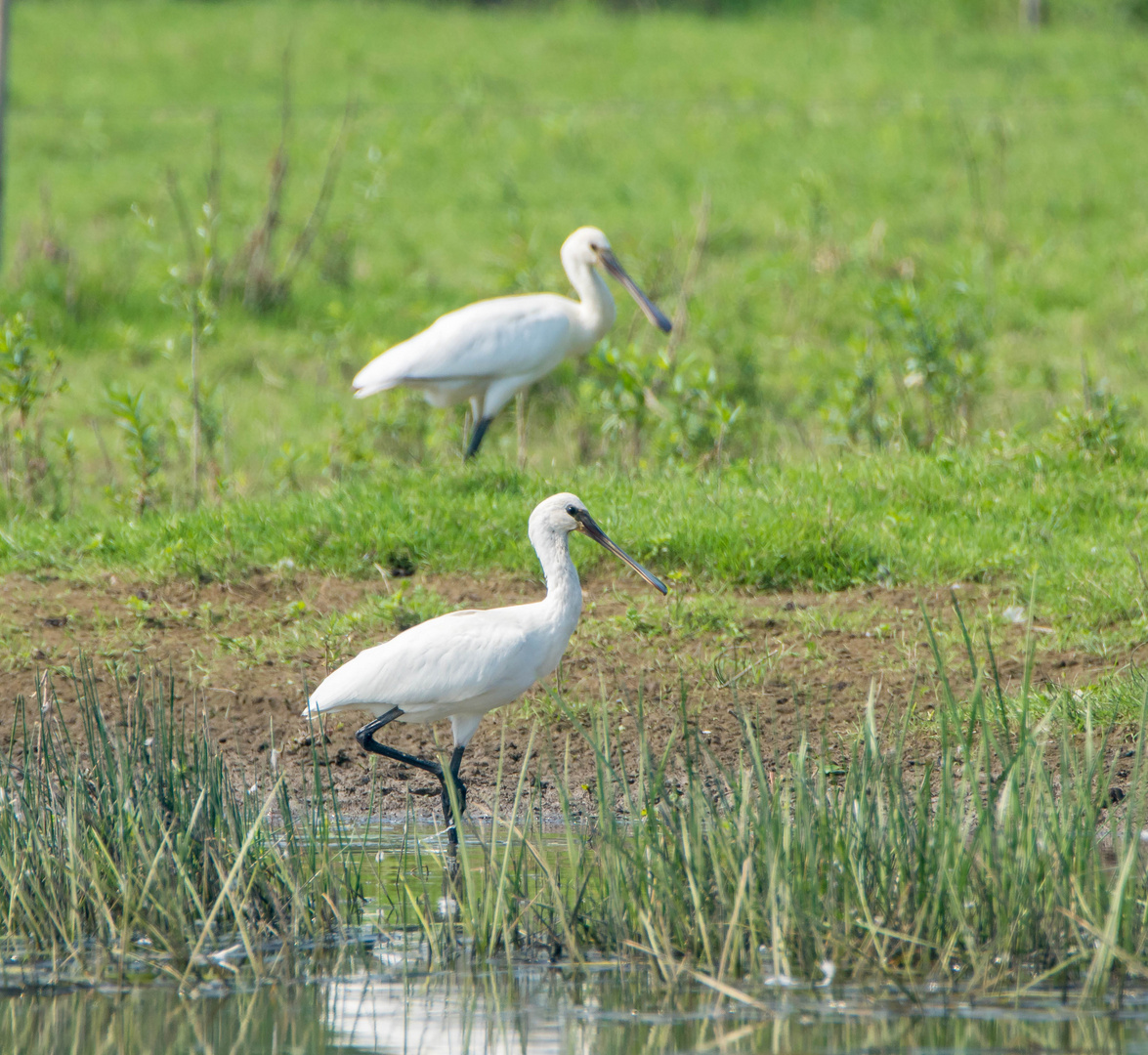 Löffler in den Rheinauen