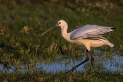 Löffler in der Abendsonne _ 4