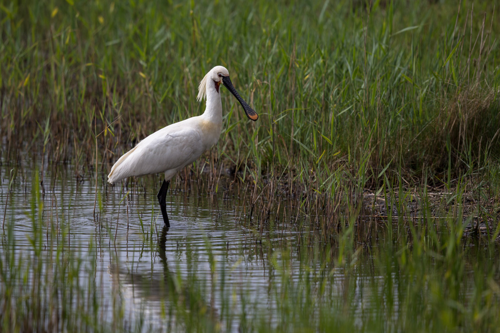 Löffler / Lepelaar (Platalea leucorodia)